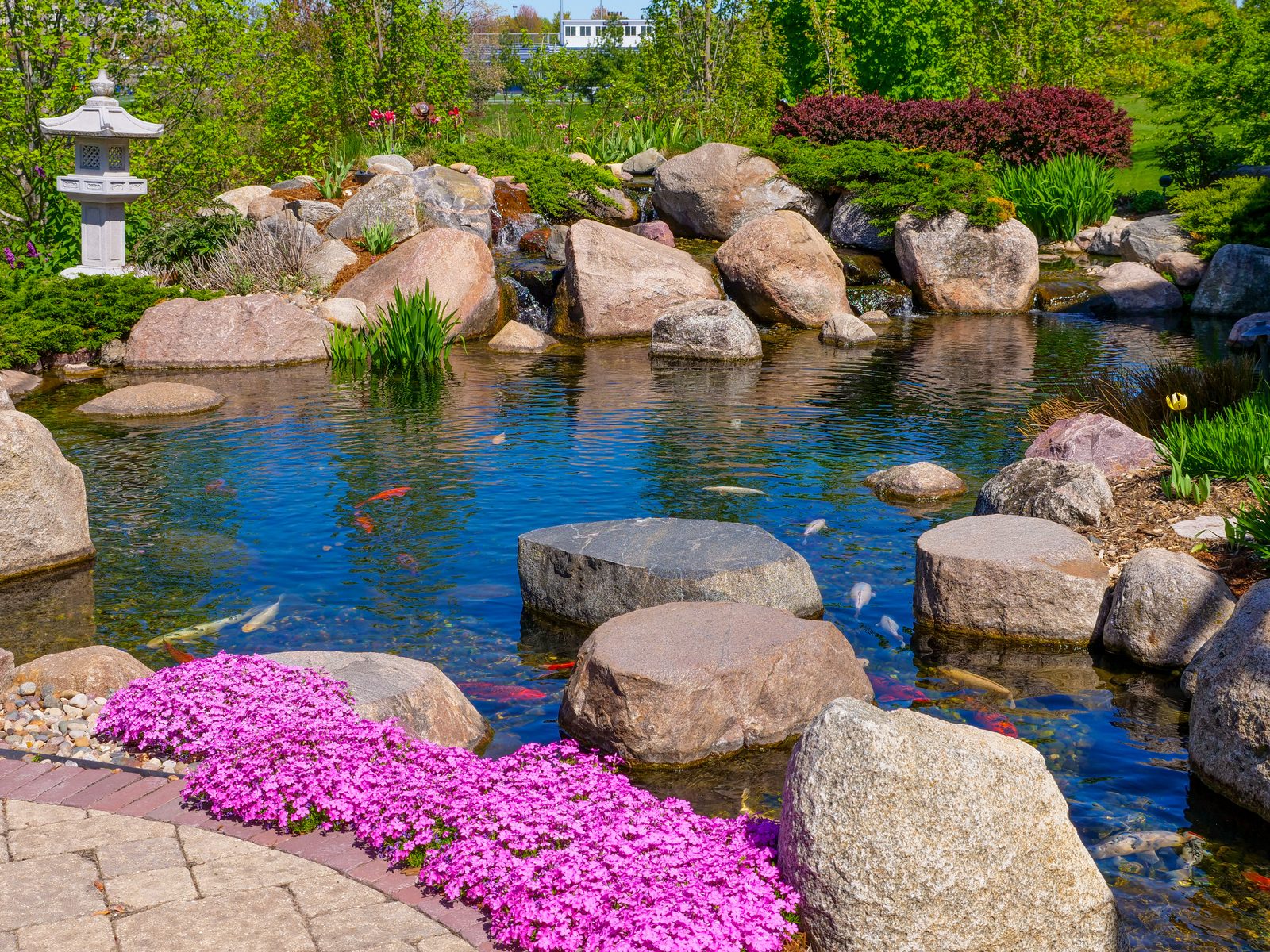 Natural pond with stepping stones, boulders, and pink creeping phlox along a paver walkway
