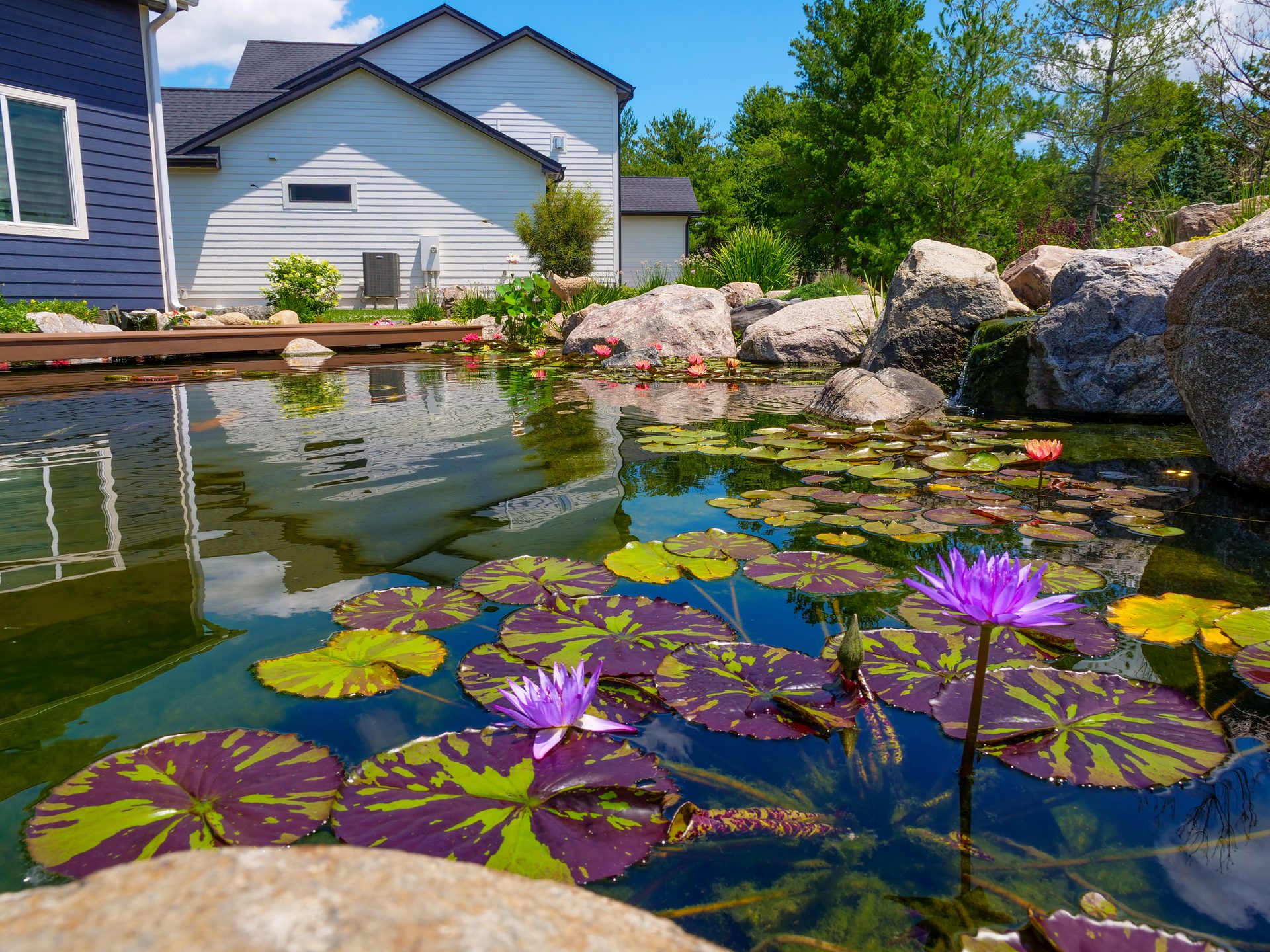 Backyard pond with purple water lilies and lily pads beside a home