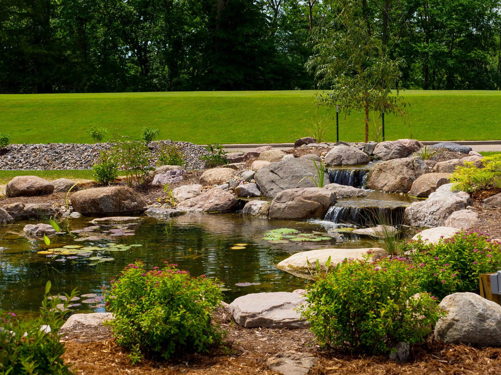 Pond with a waterfall framed by shrub plantings and lawn