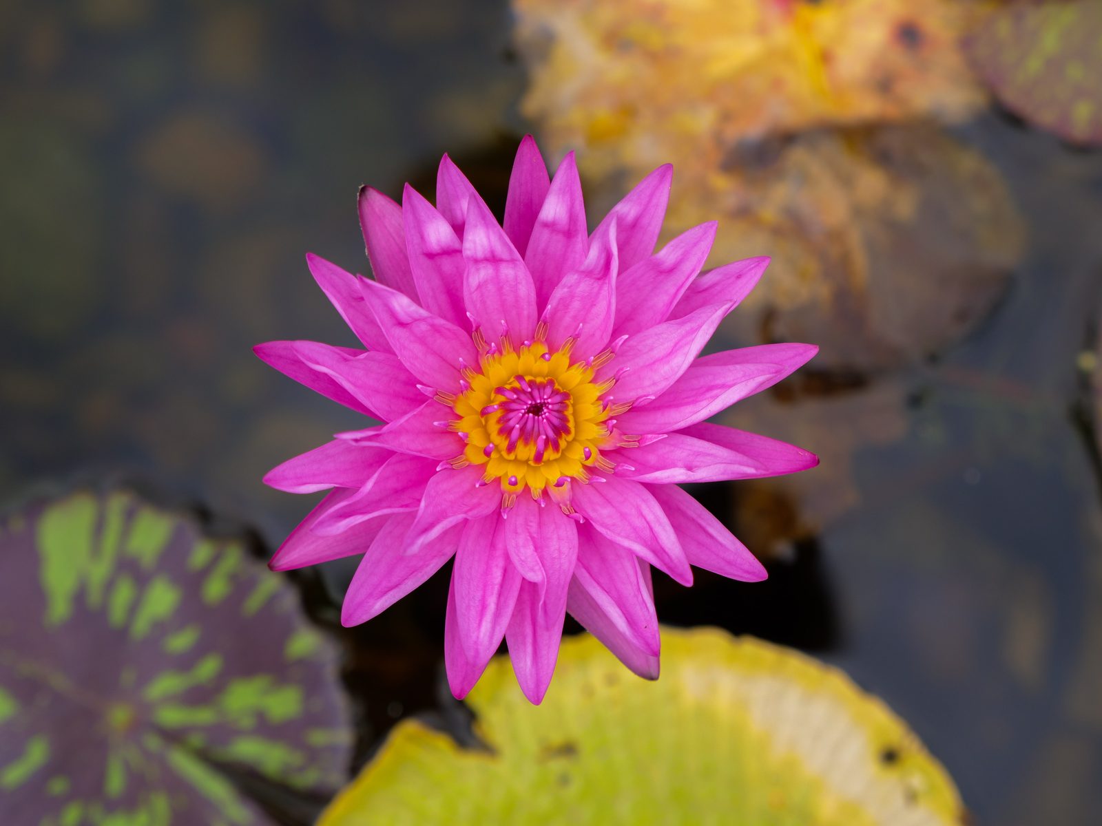 Close-up of a single pink water lily blooming among lily pads on a pond