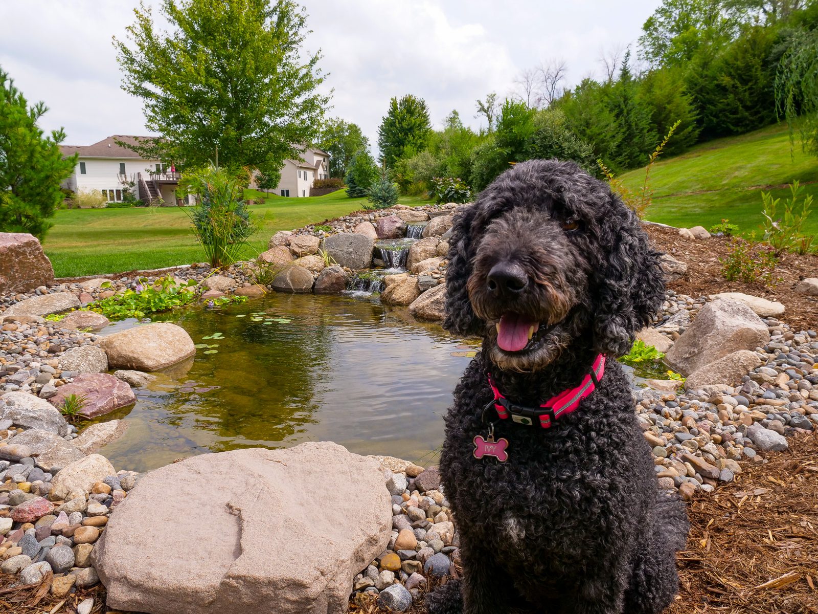A black doodle dog sitting happily beside a backyard ecosystem pond with a stone waterfall
